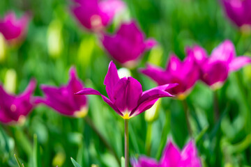 Spring blossom wallpaper. Beautiful Tulips. Red tulip flowers background. Beautiful flower red tulips in sunlight landscape at spring or summer. Amazing spring nature. Tulips flowers in garden.