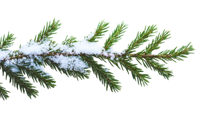 SnowCovered Evergreen Branch, Winter Nature Scene, Christmas Decoration
