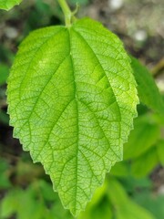 Muntingia calabura leaf