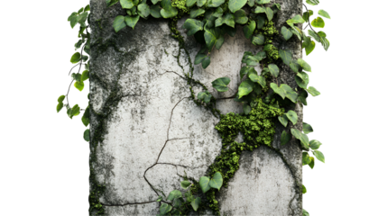 Ivy Covered Cracked Concrete Wall, Lush Greenery, Urban Nature
