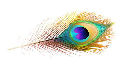 Obraz premium Vibrant Peacock Feather, Isolated, Detailed, Iridescent, Colorful, Exotic, Plumage, Bird, Nature, Be