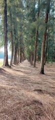 Pine Tree Avenue in a Serene Forest