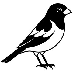 black and white bird