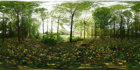360&ordm; immersive panoramic photography of a forest in autumn