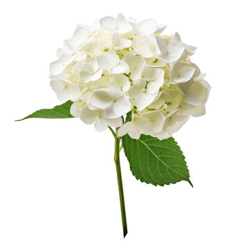 color hydrangea isolated on white