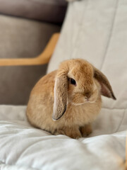 Adorable Little Bunny Enjoying Its Cozy Home
