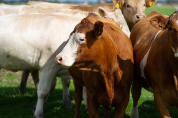 Dairy cows. Cattle in grass field. Cow in grassy pasture. Cattle cow grazing on farmland.