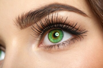 Obraz premium Close up view of beautiful green female eye with long eyelashes, smooth healthy skin. Eyelash extension procedure. Perfect trendy eyebrows. Good vision, contact lenses. Eye health and care