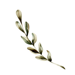 Obraz premium Green leaves branch. Tropical plant. Watercolor hand painted isolated floral illustration for wedding, Ramadan Kareem