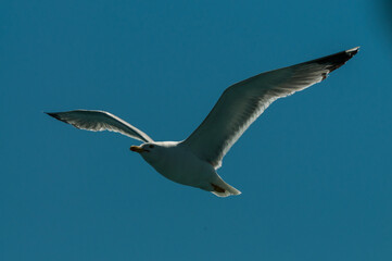 Telephoto of a seagull flying along the bosporus.