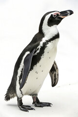 Obraz premium penguin isolated on plain white background