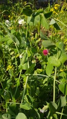 wild pea in the garden, nature 