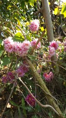 pink and white, 	
pink flowers in the garden,Chrysanthemum, Mum, Florists' Chrysanthemum, Dendranthema X grandiflorum, Guldaudi, godawari phool, beautiful flower .	
