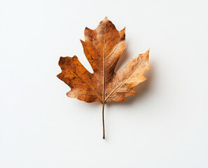 Studio shot of a dried maple leaf resting on a white background, showcasing the rich brown hues of autumn