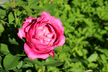 Pink peony rose on a flowerbed in the garden on a sunny day against the background of foliage - horizontal color photo, close-up, top view