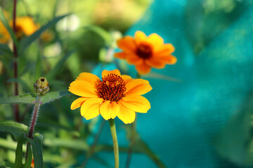 Yellow zinnias on a flowerbed on a green-blue background in autumn sunlight - horizontal color photo, top view