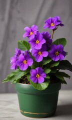 Delicate purple African Violet blooms in a lush green pot, Indoor Plants, Houseplants