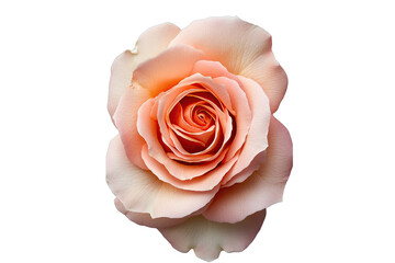 Rose vibrant idea. A beautiful peach rose with delicate petals and a soft, inviting appearance.