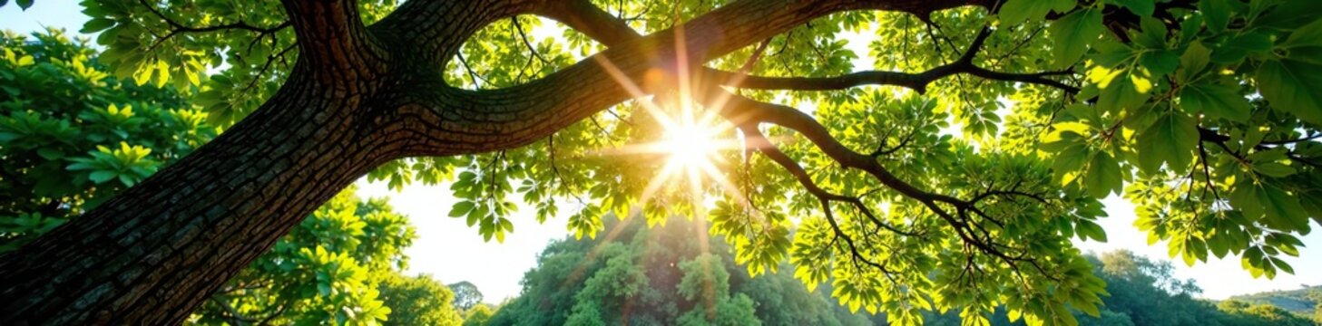 Diospyros decandra tree branches stretching towards sunlight, tree, tropical