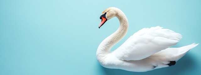 Fototapeta premium Elegant swan on a light blue background.