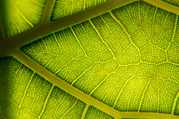 Leaf enlarged macro, ecology and environment.
