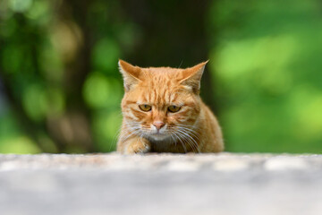 The Kittens in the park
