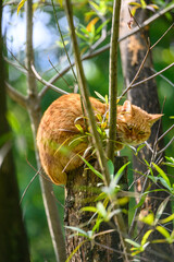 Kitten climbing up a tree