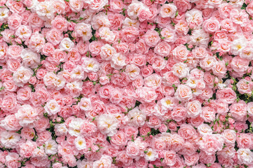 Pink roses background flowers pattern wallpaper top view Valentine's Day Birthday Mother's Day © Markus Mainka