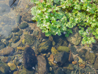 川に生えているクレソン02