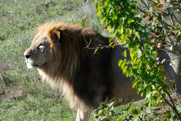 Obraz premium Lion, Wildlife, Africa - Majestic male lion standing in tall grass under a bush.