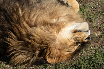 Lion Sleeping Grass Closeup - A large male lion lies on its back, resting on the grass. The focus is on the lion's face and mane.