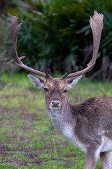 Large Buck Fallow Deer with Big Antlers Grazing in a field in Donana National Park In Spain