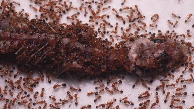 Swarm of red ants cleaning bare bones of a dead house gecko. Lizard carcass skeleton close up