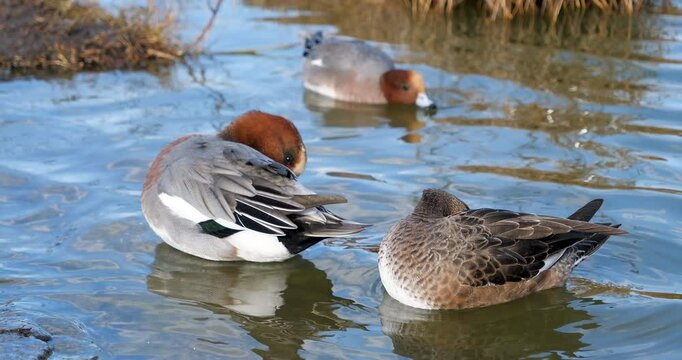 Eurasian wigeon duck or european wigeon preening in water