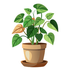 Pothos vine in a terracotta pot with vibrant green leaves against a white background