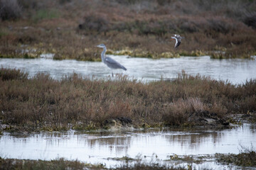 A Heron Stands in a Marsh While Another Bird Flys By at Donana National Park in Spain