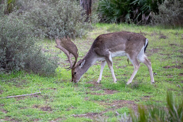 Large Buck Fallow Deer with Big Antlers Grazing in a field in Donana National Park In Spain
