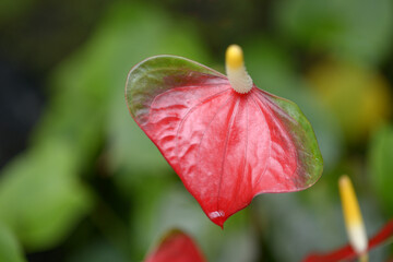 アンスリウム　センプレ