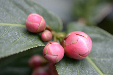 ハイドゥンツバキの蕾