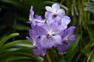 パンダ　ランの花