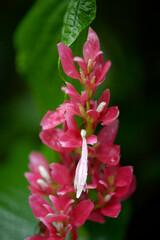 メガスケパスマ・エリトロクラミス