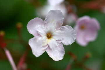 ルクリア・ココ