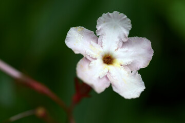 ルクリア・ココ