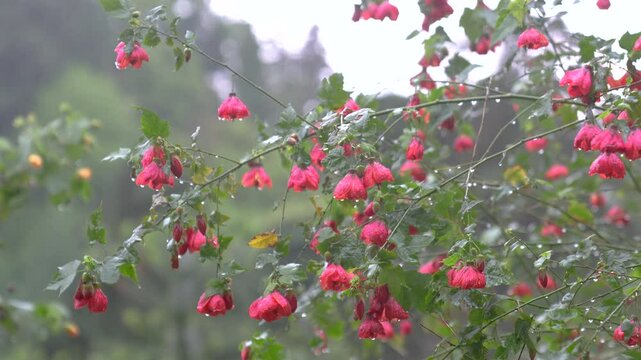 Close up swaying Abutilon flowers, Chinese Lantern in wind after rain, with drops on petals. Flowering shrub blooms in garden early in morning, freshness of nature after rainfall