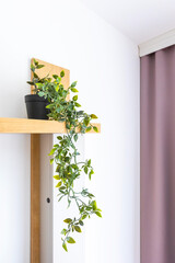 Indoor green plant on the shelf. Home interior