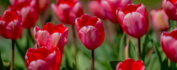 Fototapeta premium Blossom background. This is a tulip. The Spring flower.