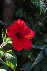 Bright big Chinese hibiscus flower (Hibiscus rosa-sinensis) on blurred green garden background. Chinese rose or Hawaiian hibiscus in sunlight. Nature concept for design. Place for your text.