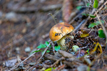 Wild brown mushroom in forest. Natural background