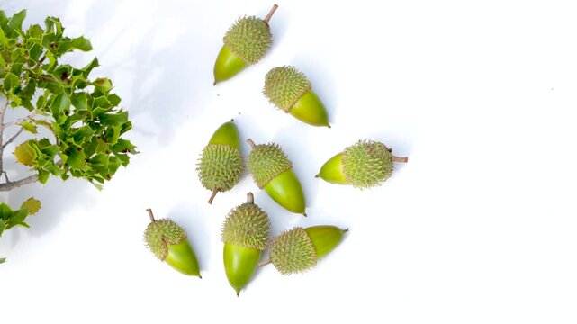 Quercus coccifera, Kermes Oak Leaves and Acorns on White Background, isolated, 4k video