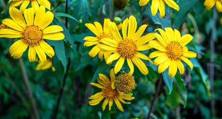 Wild Sunflowers with yellow petals and orange center on a thin green stem growing in front of a nature blurry background